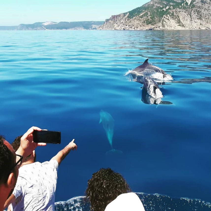 dolphin watching tour Sesimbra