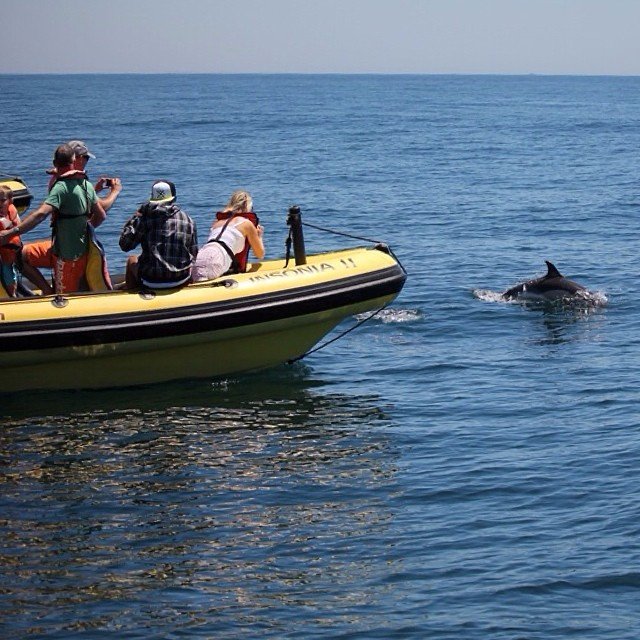 Dolfijnen boottocht in Albufeira
