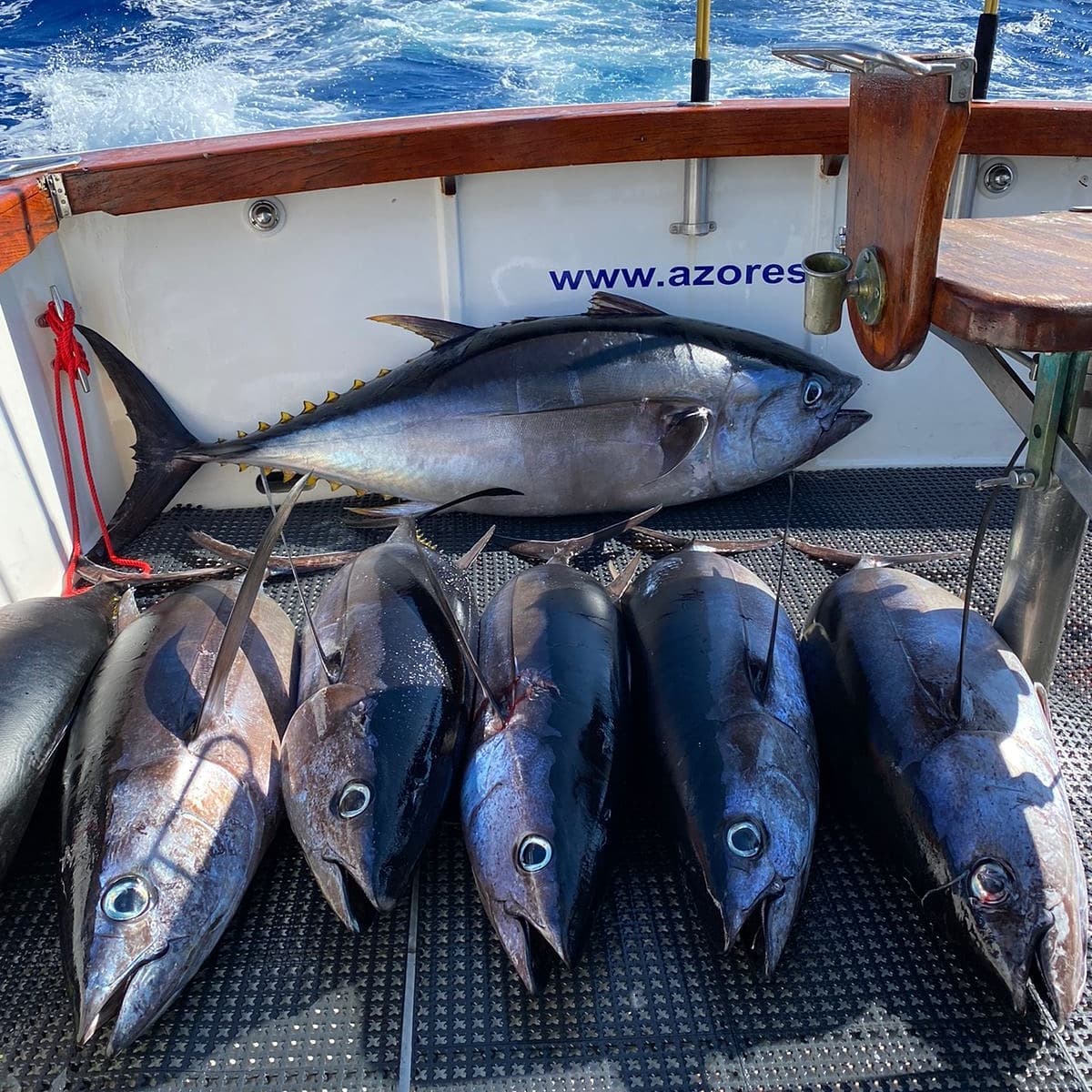 Tuna fishing Azores
