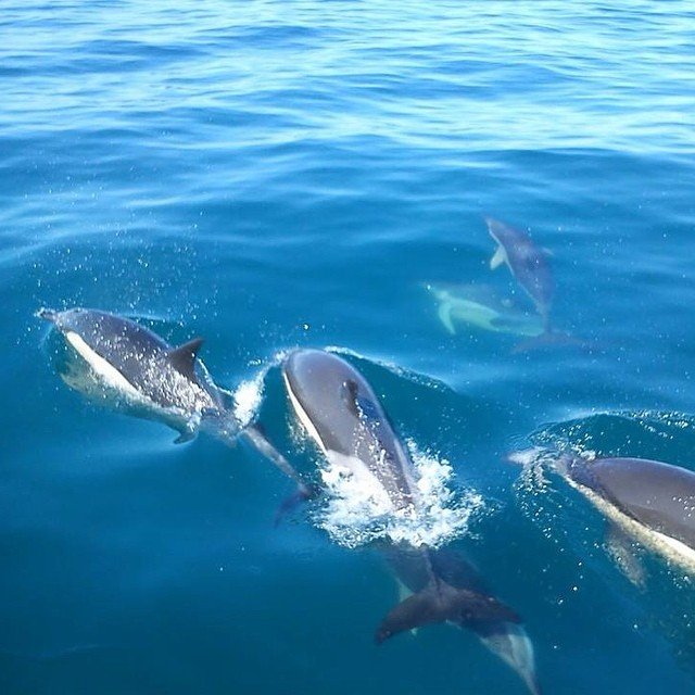 Dolfijnen en grotten tour Albufeira Portugal