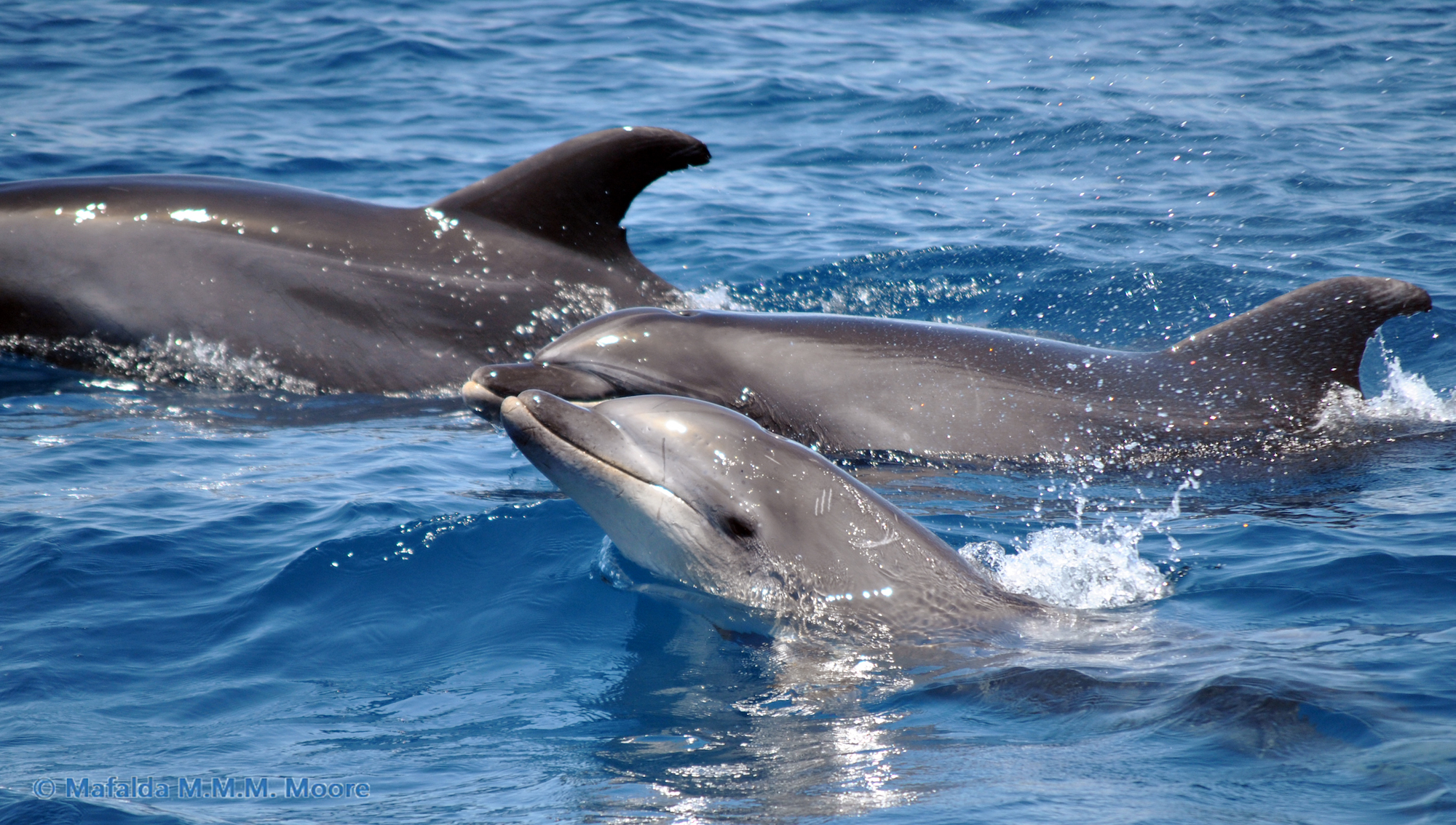 Dolphins Lagos