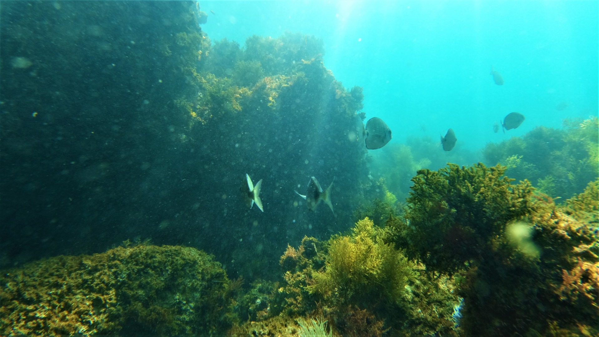 Snorkeling in Arrabida Natural Park