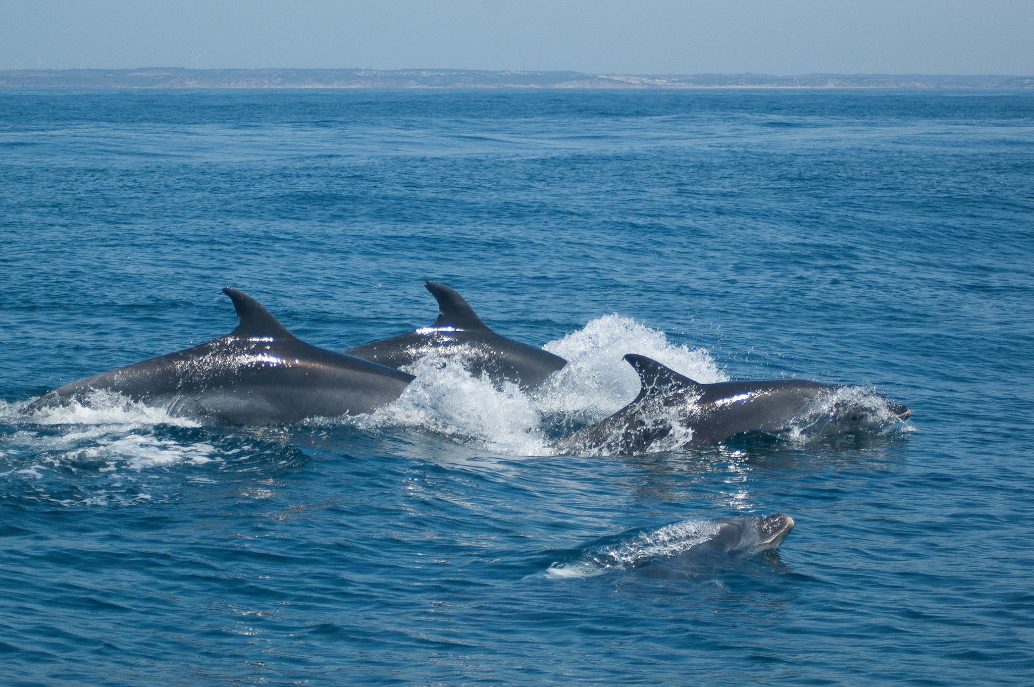 Dolphins Sagres