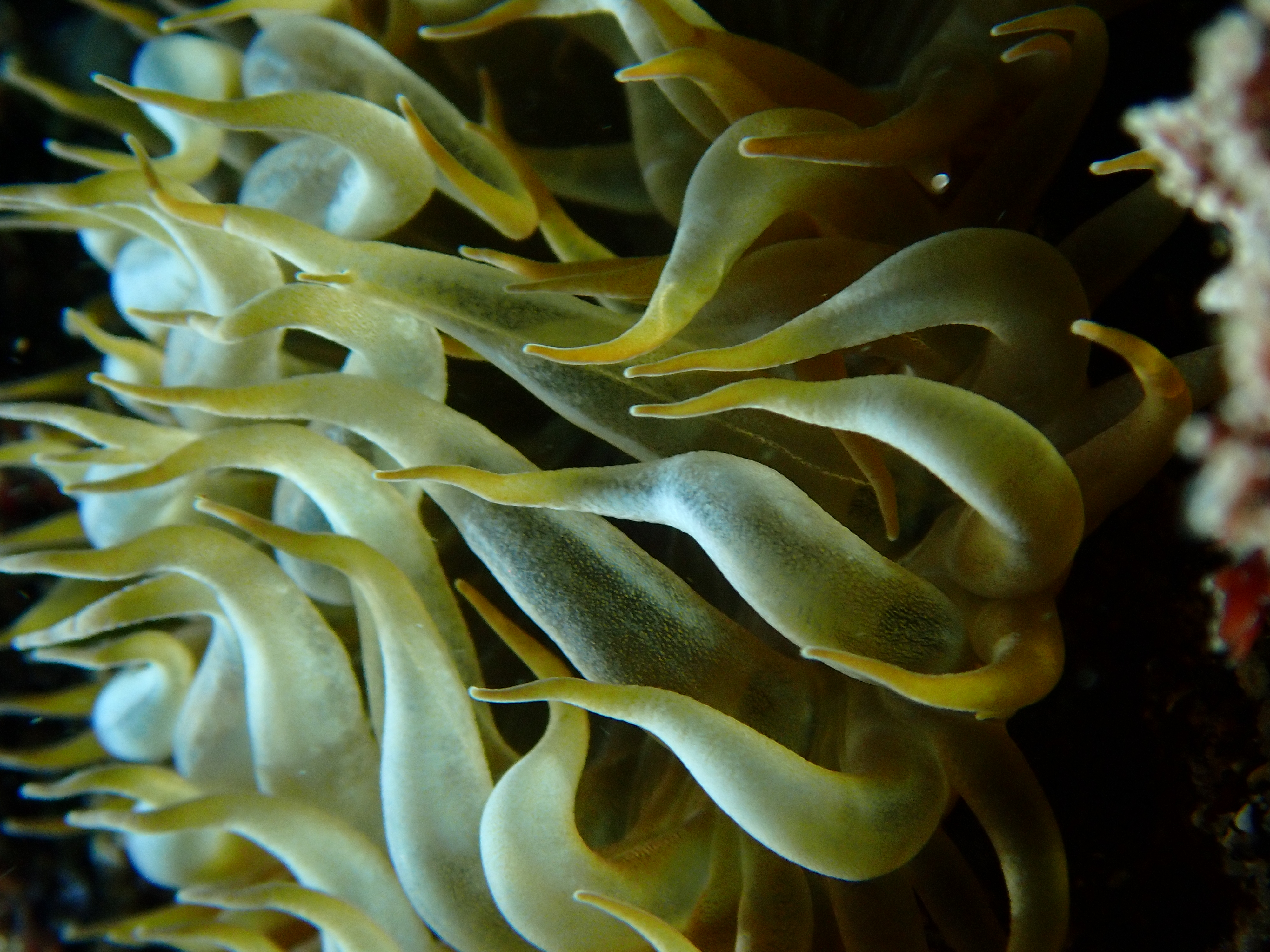 Anémona-do-mar
  Snakelocks anemone