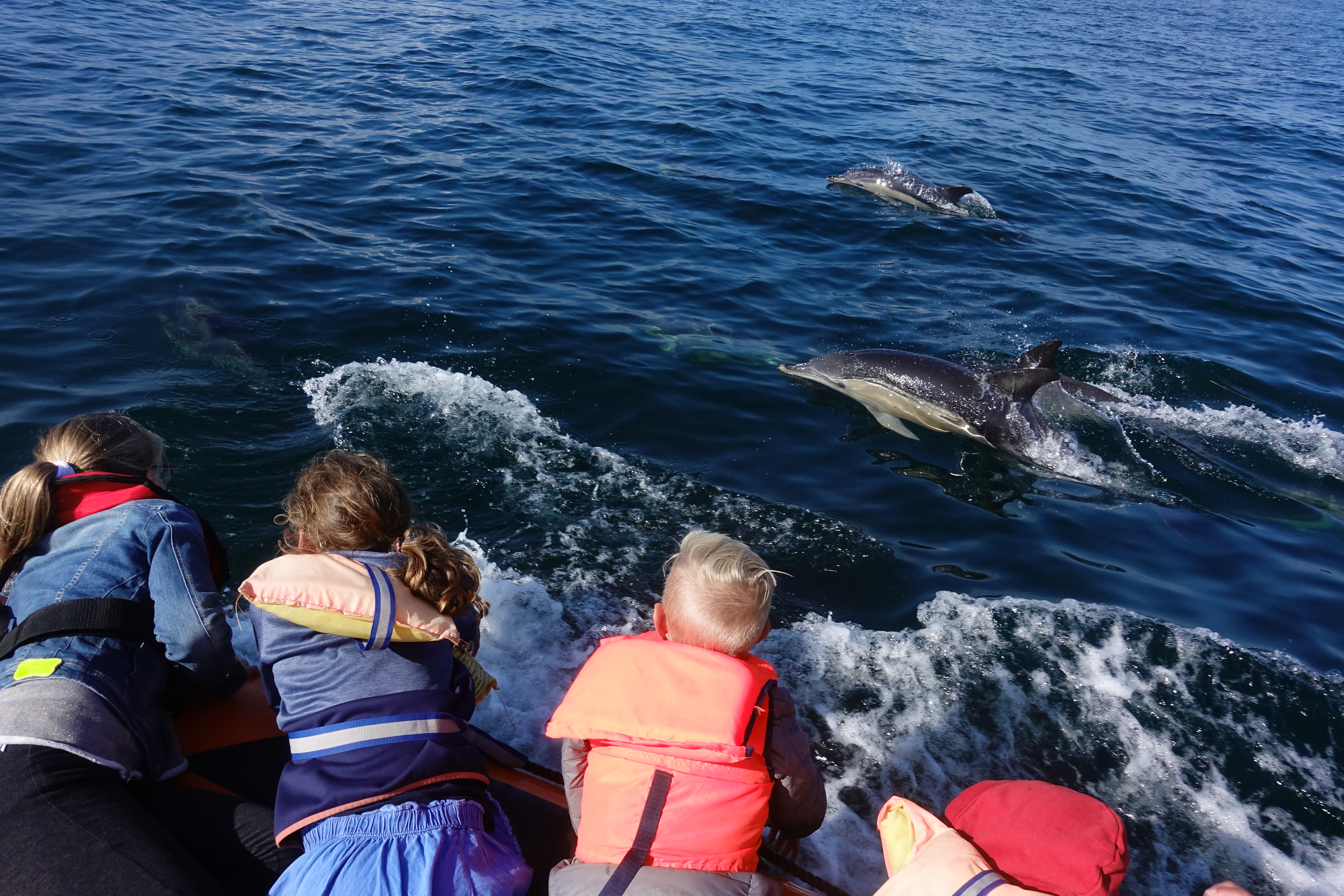 Dolphin, Whale & Bird watching in Lisbon