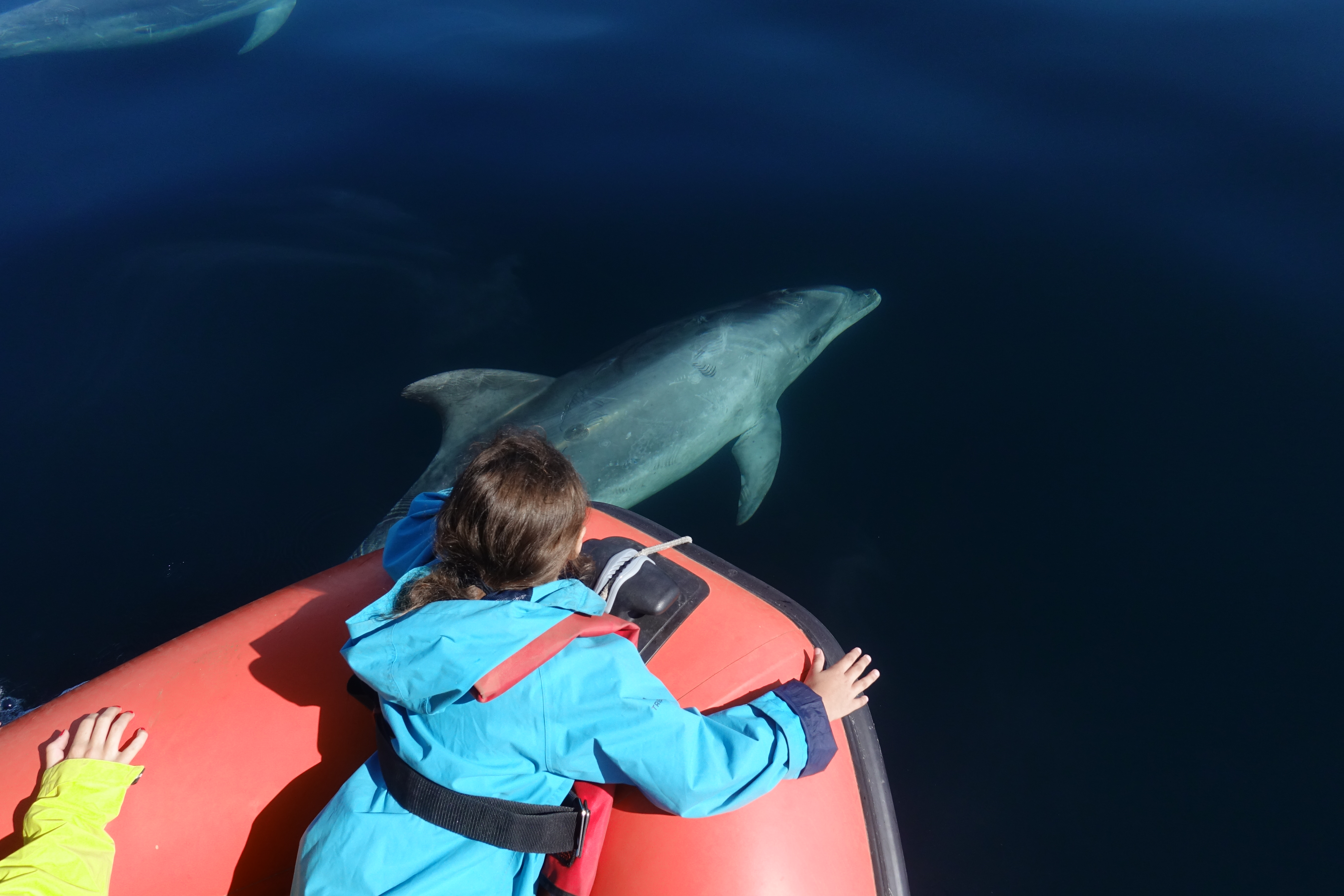 Dolphin, Whale & Bird watching in Lisbon