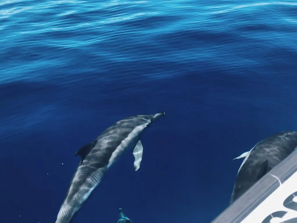 Swimming with dolphins was the highlight of Emily's holidays in Madeira