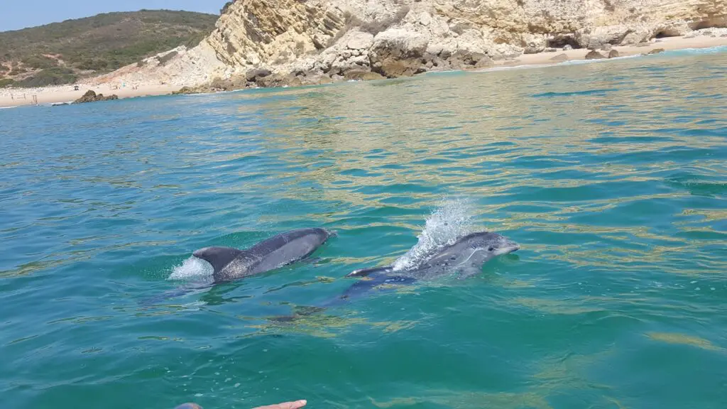 Benagil Cave + Dolphins tour from Salema