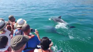Observação de golfinhos em Salema