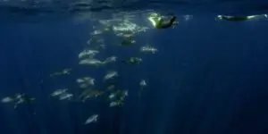 Azoren Schwimmen mit Delphinen Atlantik Erlebnis
