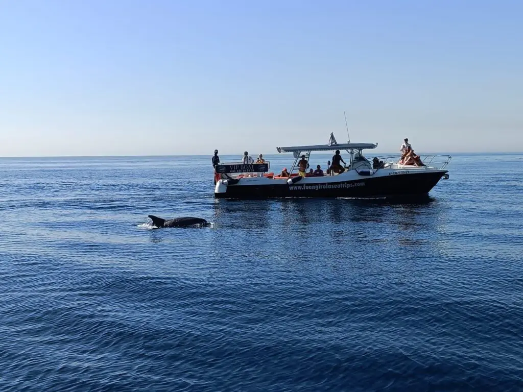 Dolphin Spotting in Fuengirola