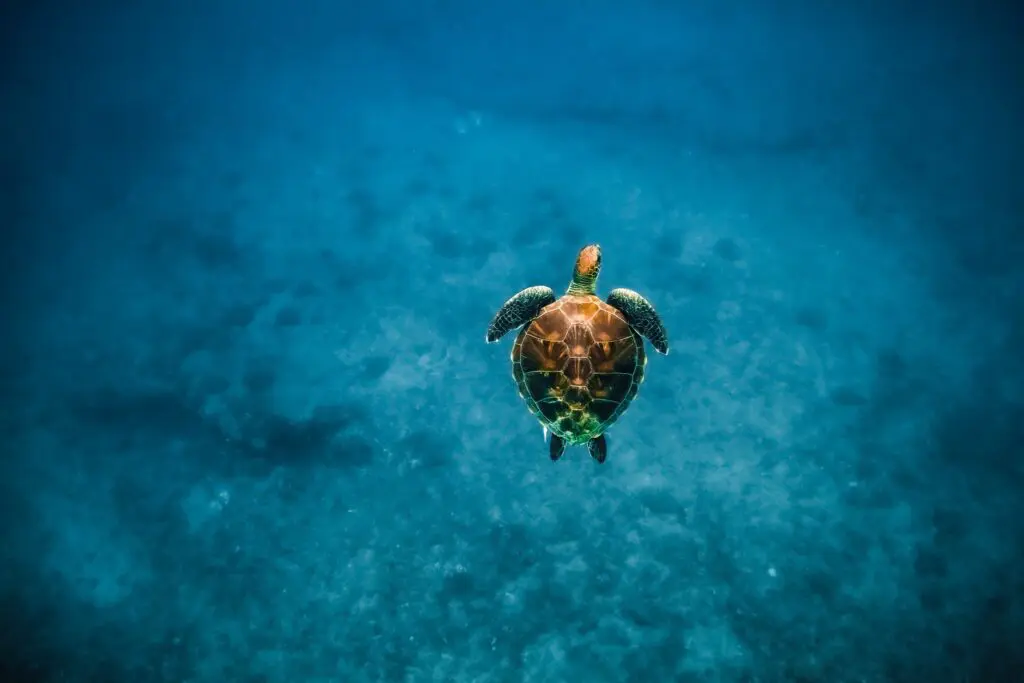 Snorkel with turtles from Kewalo