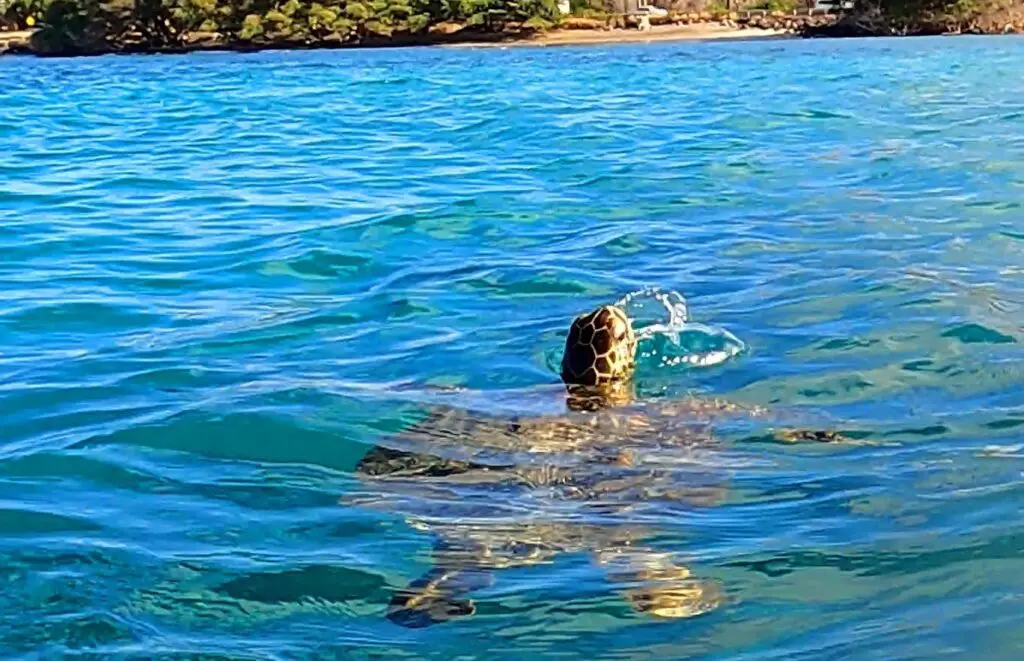 Crystal Clear Kayak Tour in Kahului