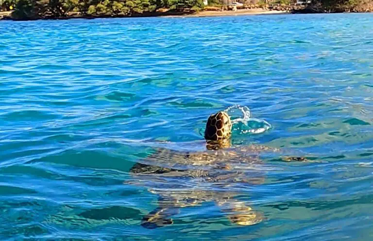 Excursión en kayak con aguas cristalinas en Kahului