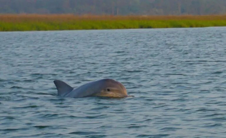 Sunset Dolphin Tour in Hilton Head