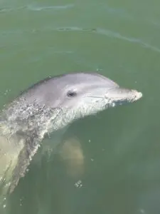 Verschwundene Insel und Delphin-Tour in Hilton Head