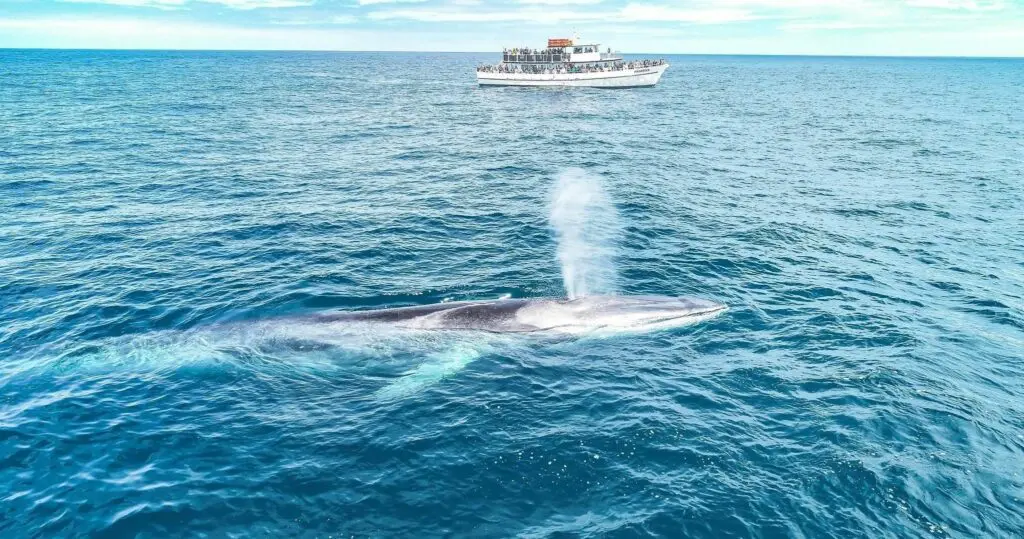 Whale Watching Tour in San Diego