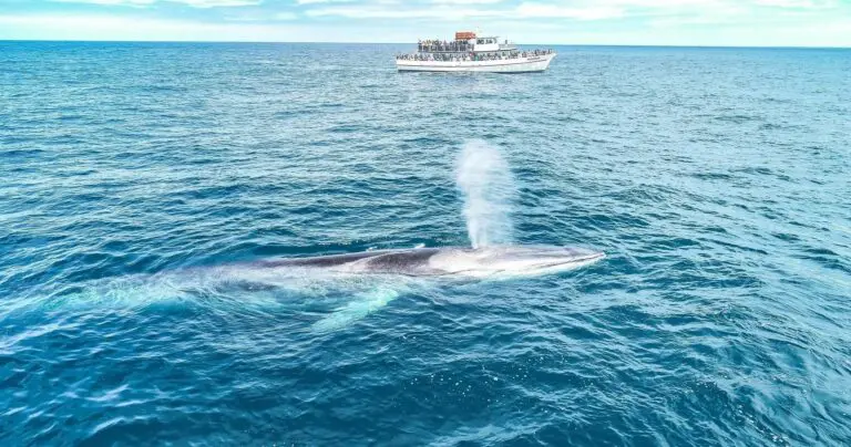Whale Watching Tour in San Diego