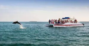 Dolfijn- en snorkeltour bij zonsondergang in Key West