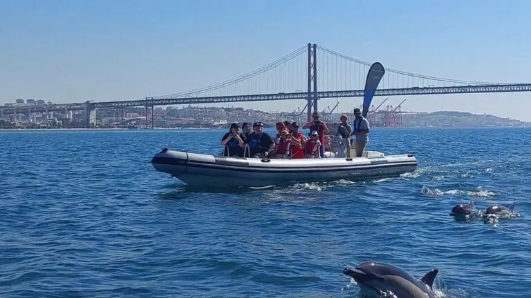 Lisbon Dolphin Watching
