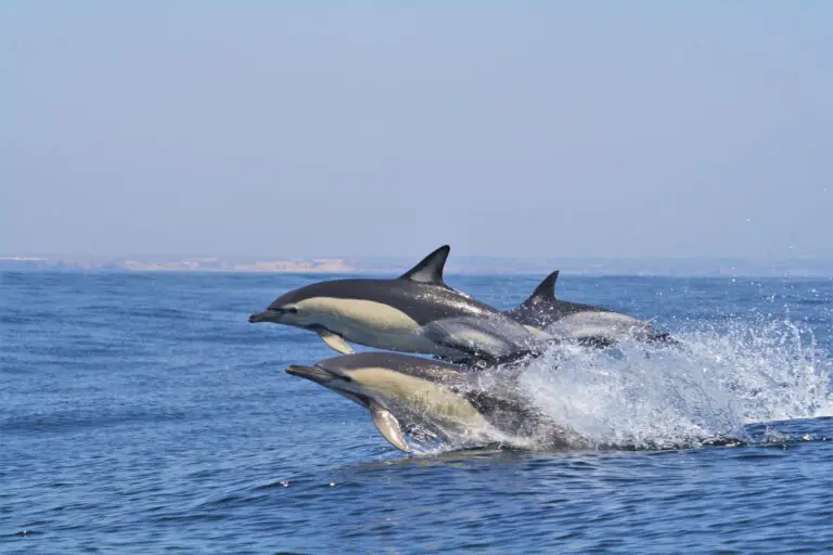 Delphinbeobachtung in Sagres