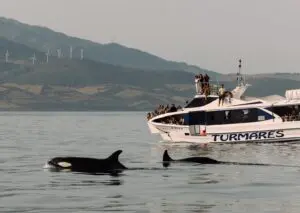 Orca-Beobachtung in Tarifa