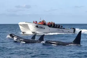 Sagres Wildlife Boat Tour