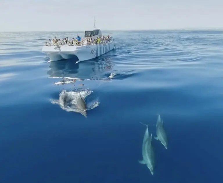 Dolphins and Benagil Cave Catamaran Tour