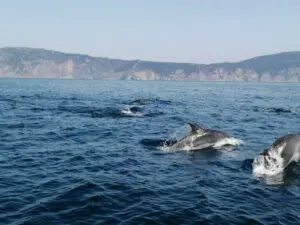 Delfinbeobachtung in Sesimbra