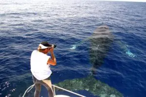 Walbeobachtung auf einem Katamaran in Kailua-Kona