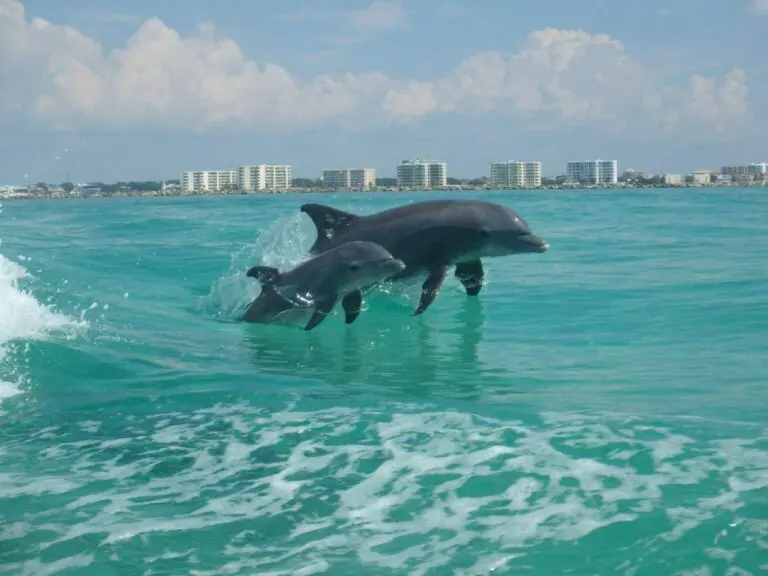 Crucero con delfines en Destin