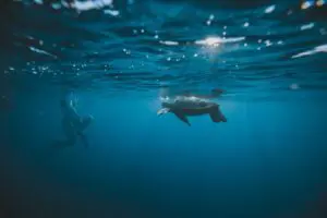 Snorkeling with Turtles in Waikiki