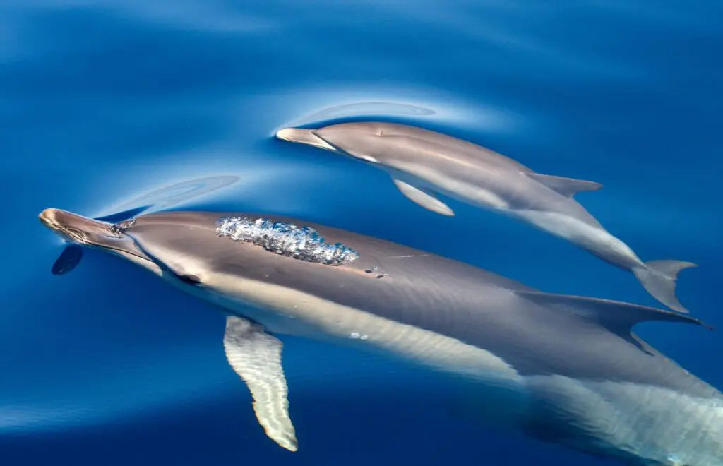 Excursión en barco a Benagil y los delfines desde Lagos