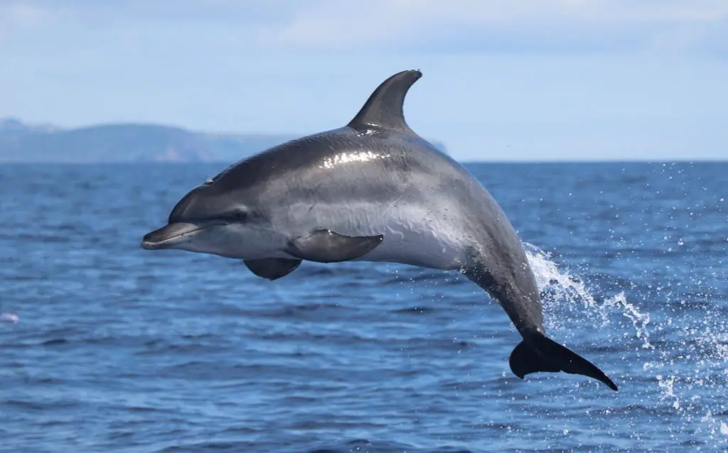 Whale watching from Horta with Marine Biologists