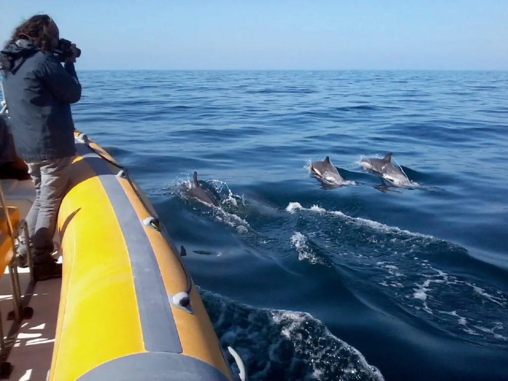 Observación de delfines en Sesimbra
