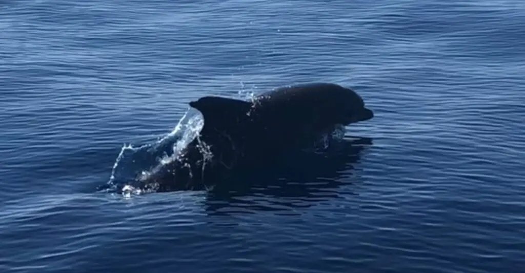 Dolphin watching Tour in Fuengirola