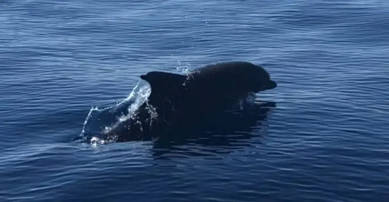 Dolphin watching Tour in Fuengirola