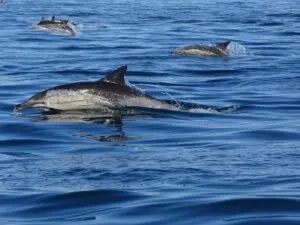 Delfinbeobachtung von Faro aus