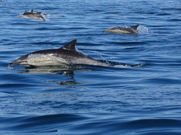 Dolphin watching from Faro