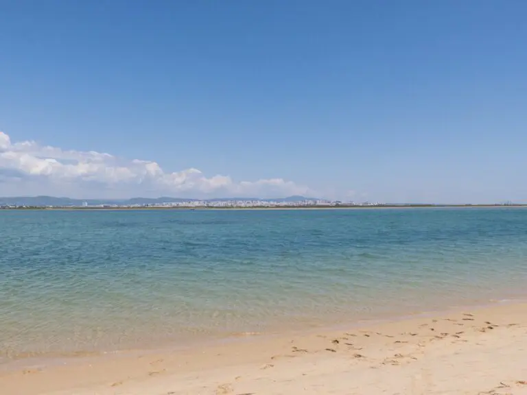 Excursión en barco para observación de aves en Ria Formosa