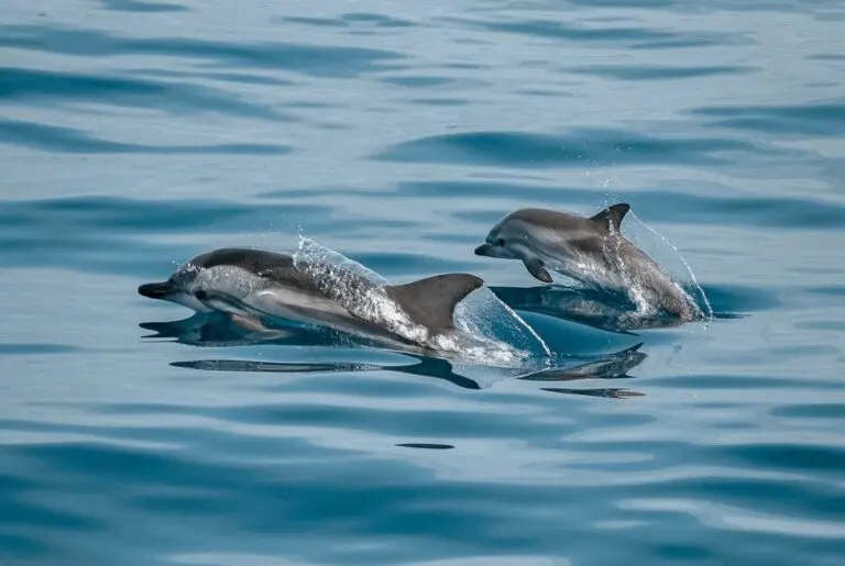 Dolphin Watching in Albufeira