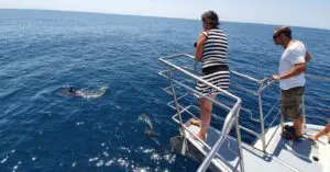 Delfinbeobachtung mit der Familie in Lagos
