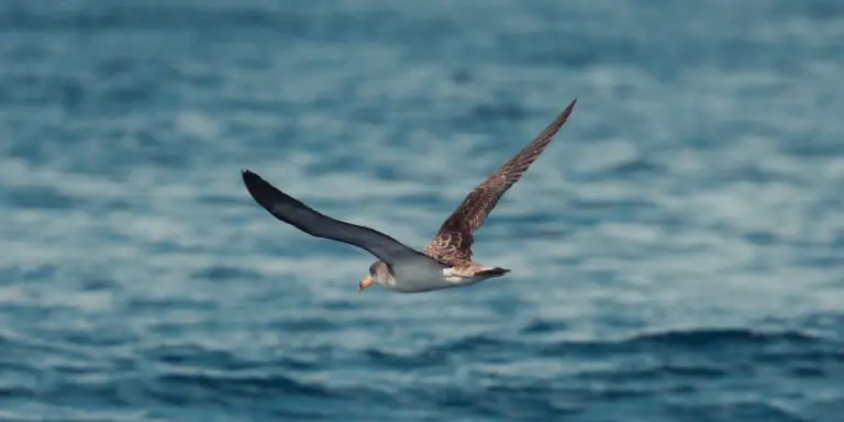 Azores Marine Birdwatching Expeditie