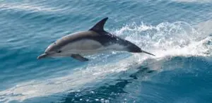 Faro: Delfinbeobachtung und Inselrundfahrt in der Ria Formosa