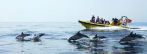 Höhlen- und Delfinbeobachtung von Albufeira aus - RIB