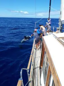 Cabo Girão Sailing Trip for Dolphin and Whale Watching
