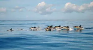 Delfinbeobachtung in Lagos mit Meeresbiologen