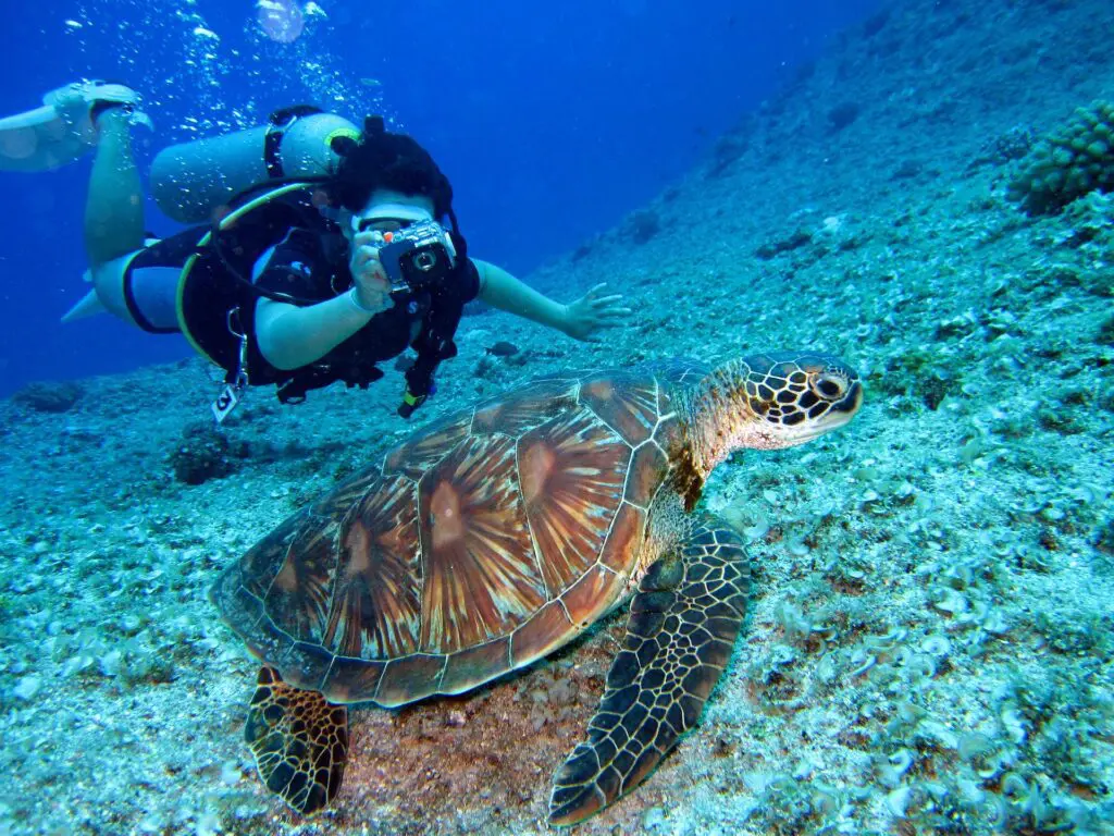Diving