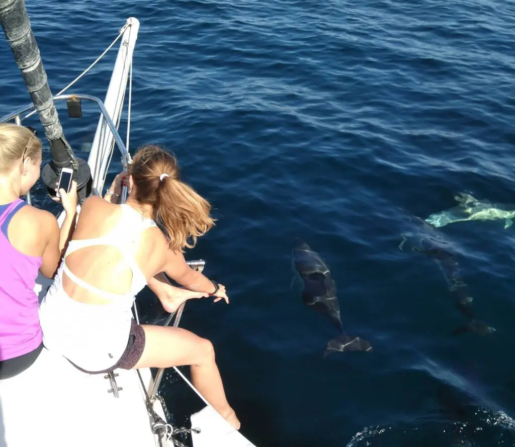 We went on a boat tour and spotted wild dolphins in Lisbon!