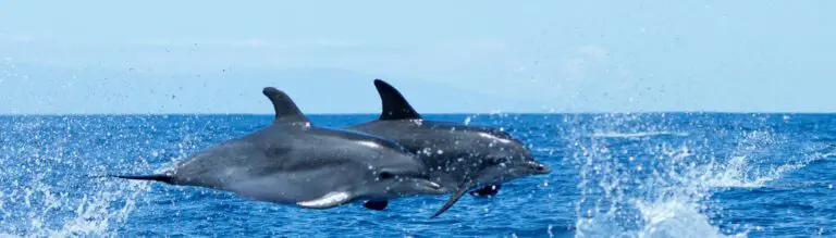 La Palma